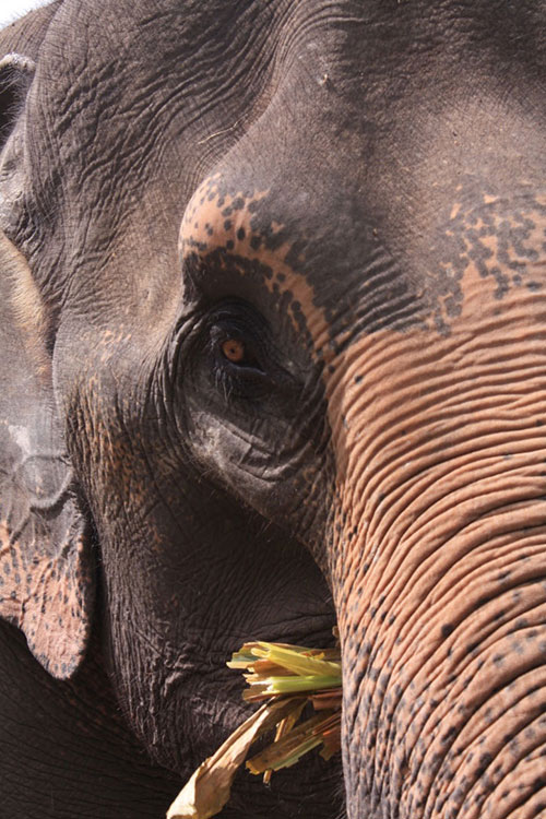 Thailand – Elephant Jungle Sanctuary